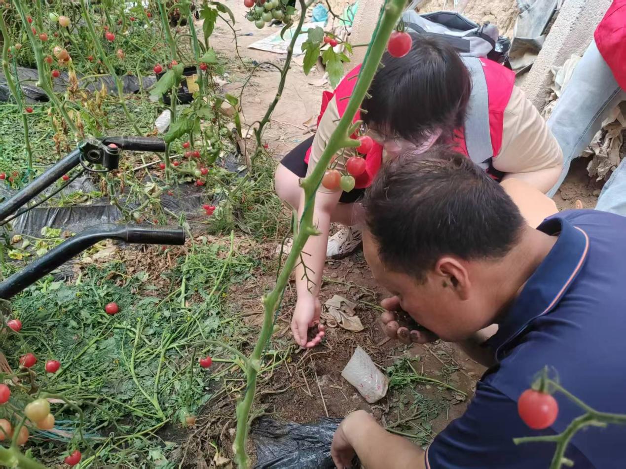 团队成员观察大棚土壤的具体情况